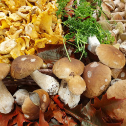 Cèpes - Origine France